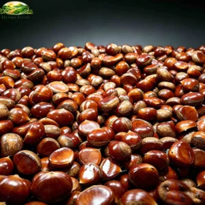 Fresh Chestnut