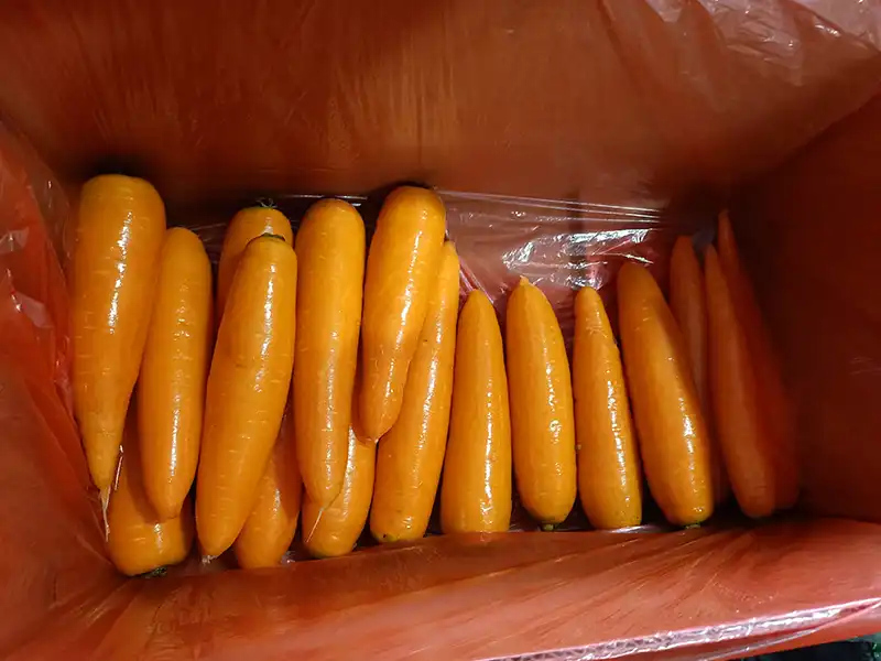 Fresh Carrot 1