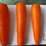 Fresh Carrot L