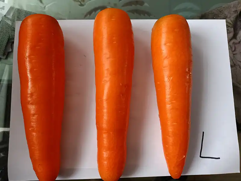 Fresh Carrot L