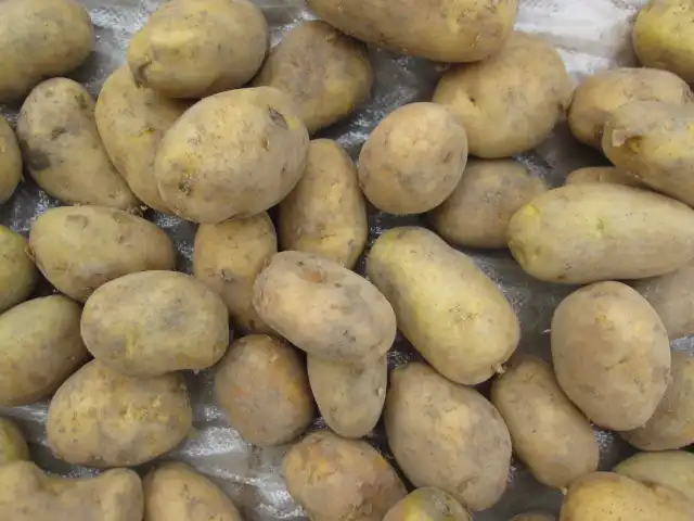 Fresh Potato