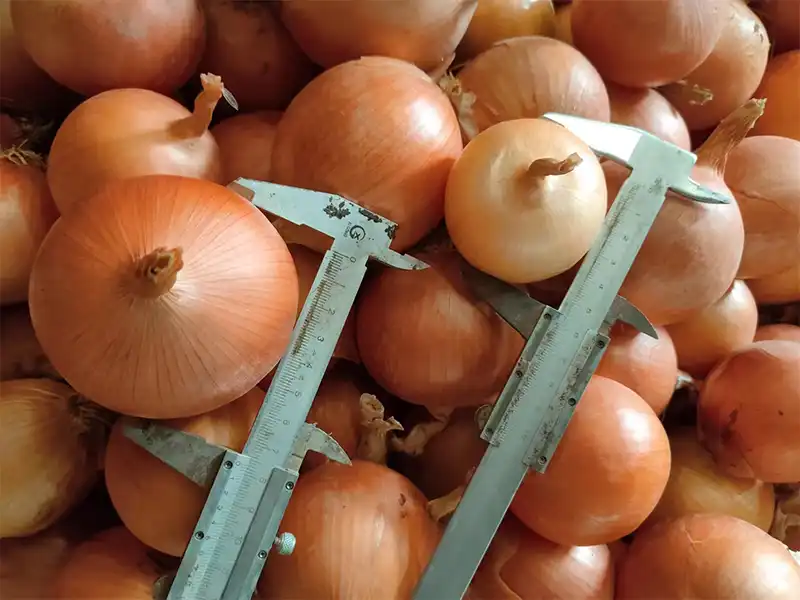 Fresh Red Onion