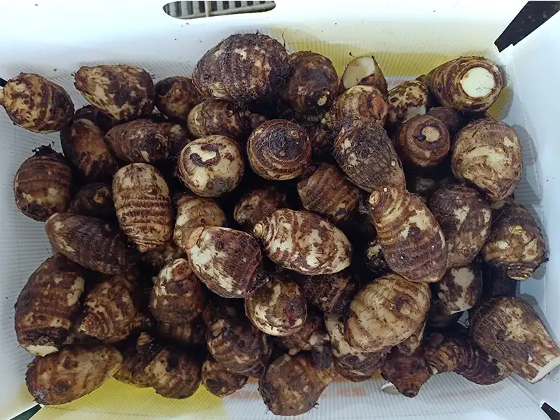 Fresh Taro