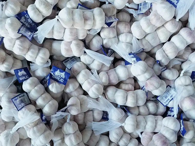 Normal White Garlic