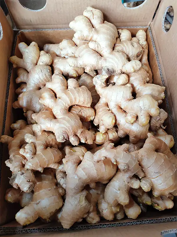 Air Dry Ginger 1